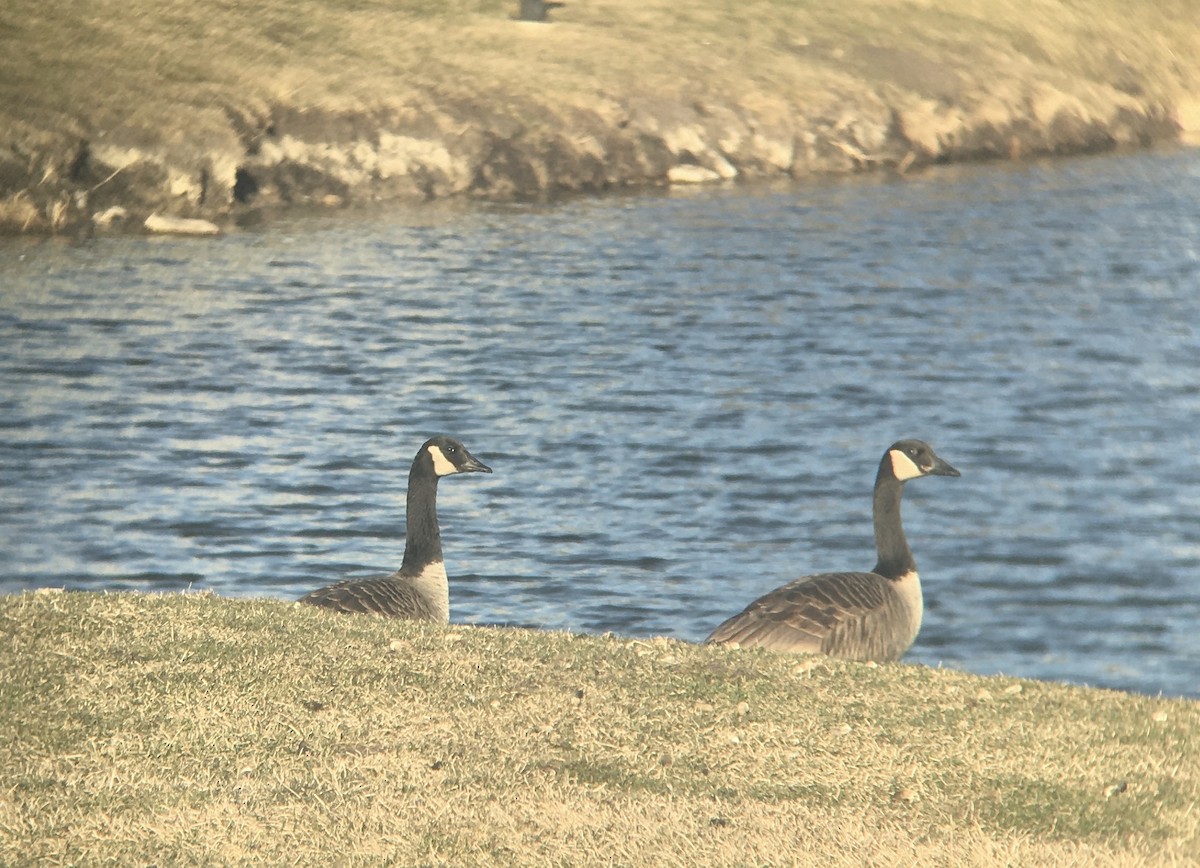 Canada Goose - ML615641056