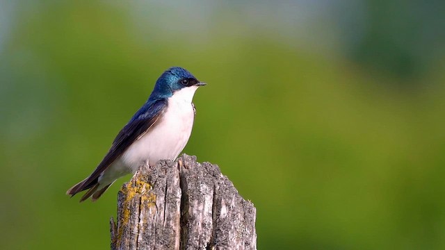 Tree Swallow - ML615641127