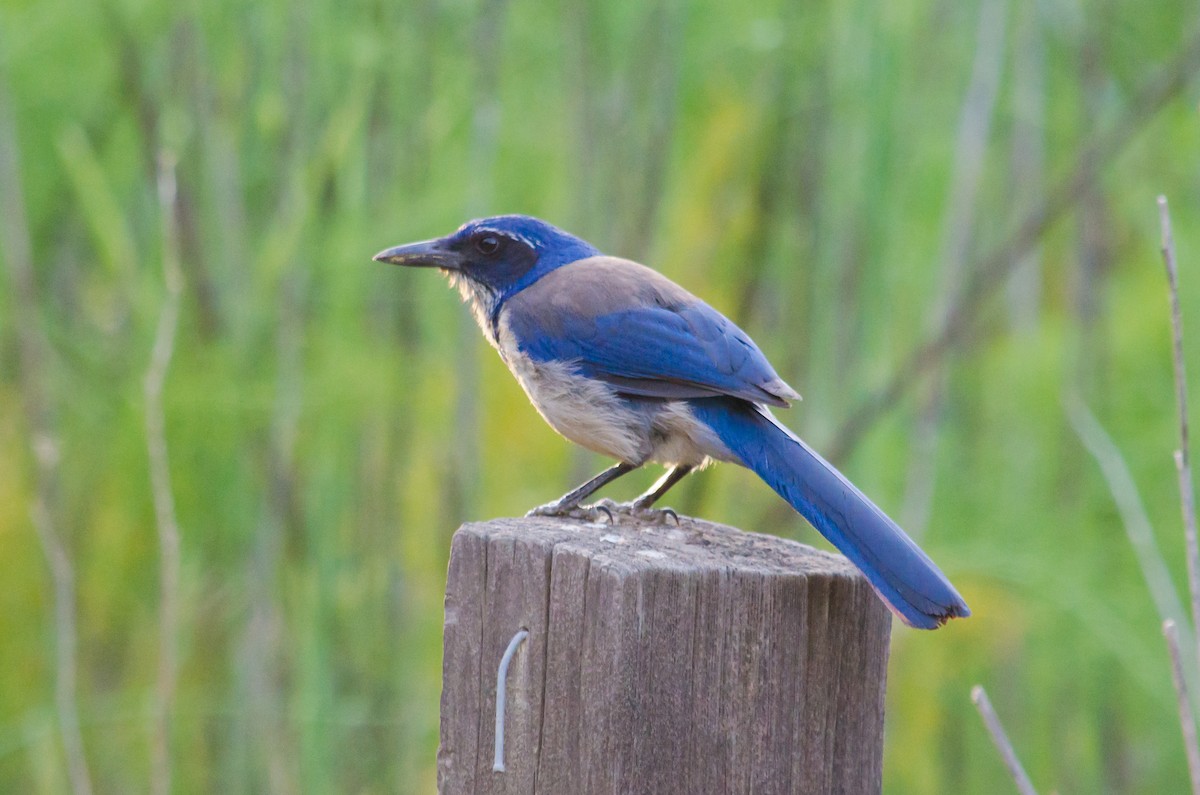 Island Scrub-Jay - ML615641128