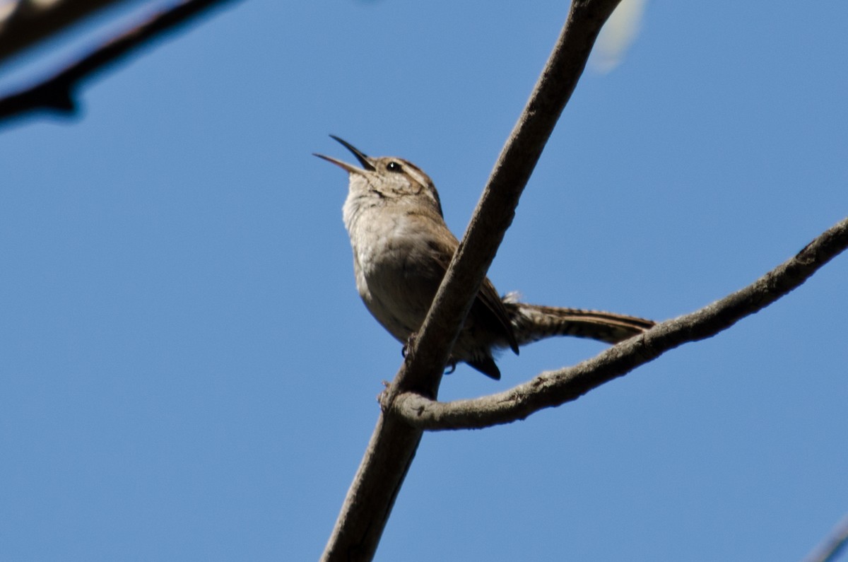 Bewick's Wren - ML615641134