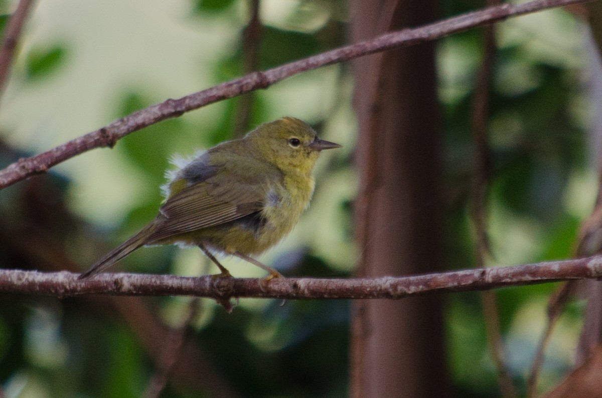 Orange-crowned Warbler (sordida) - ML615641145