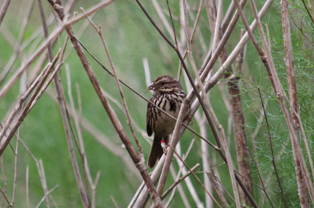 Song Sparrow - ML615641151