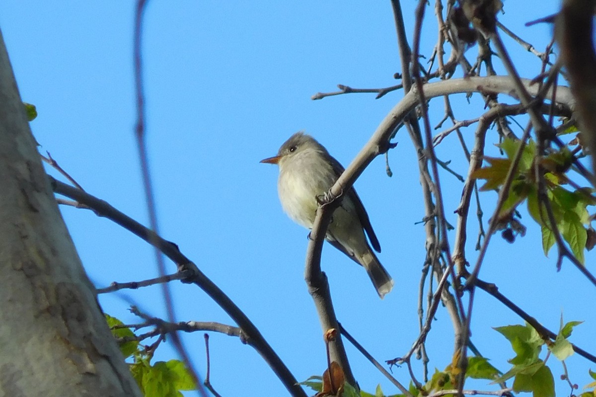 Greater Pewee - Steve Summers