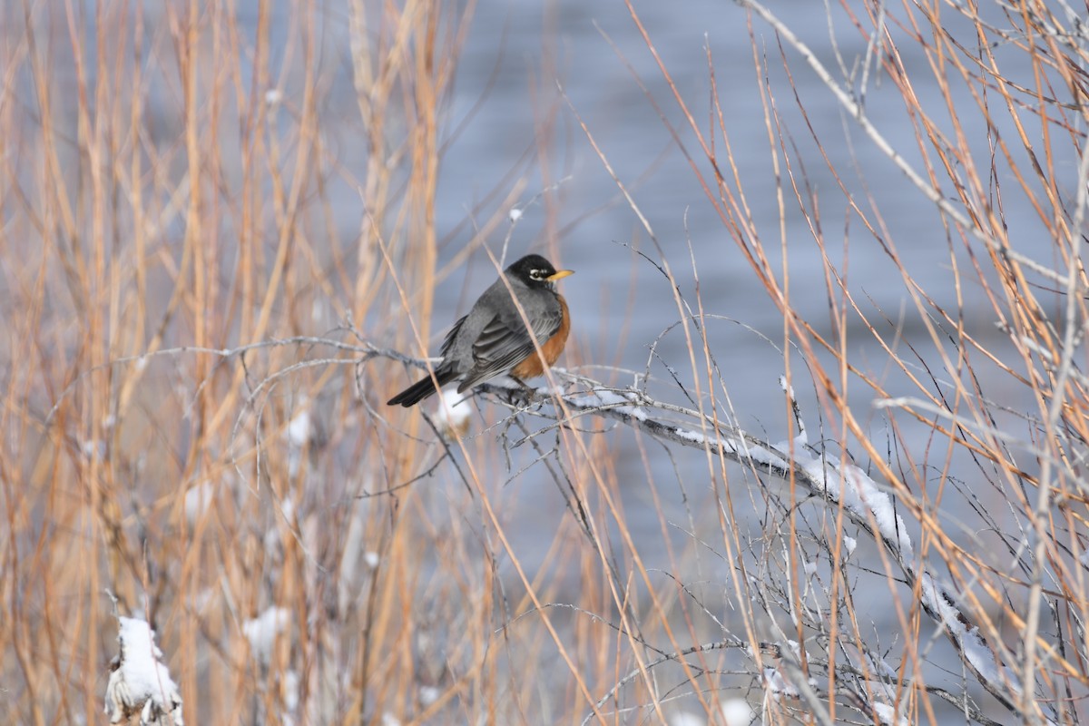 American Robin - ML615641227