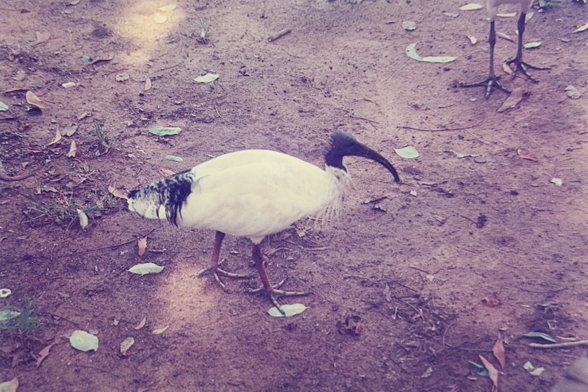 ibis australský - ML615641249
