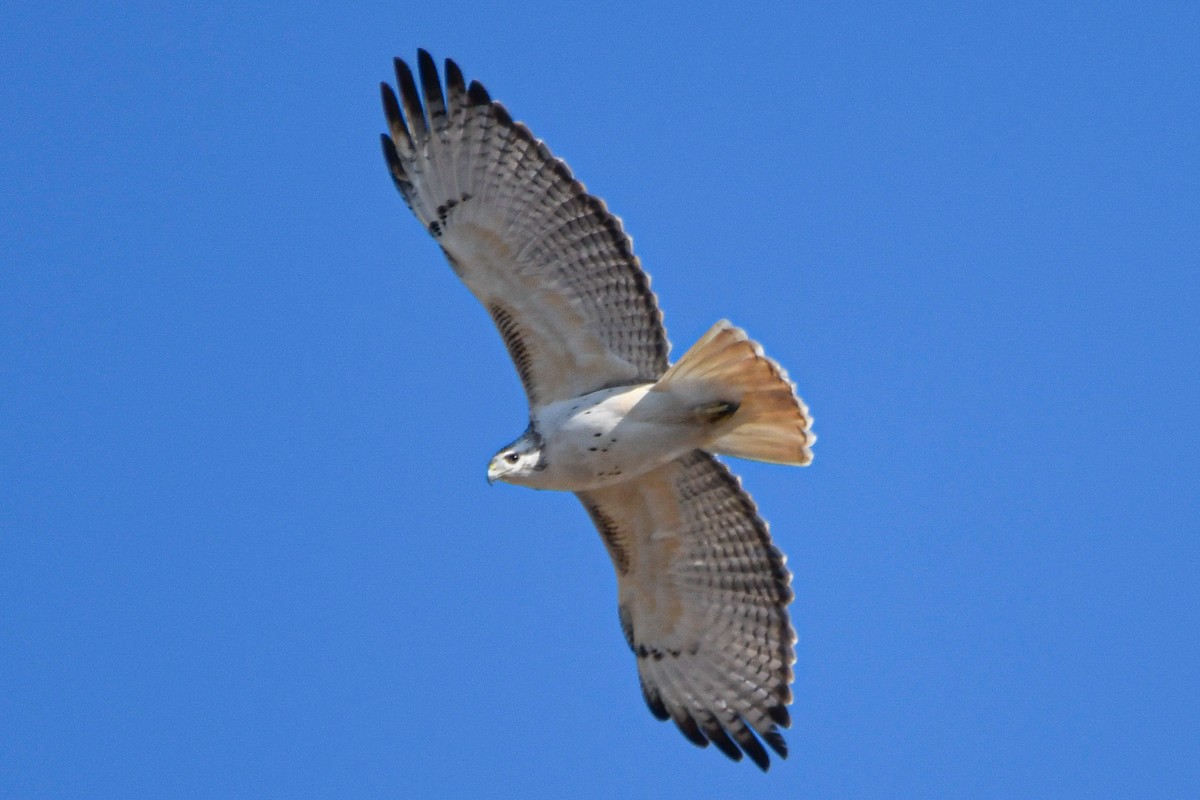 Red-tailed Hawk (Krider's) - ML615641341