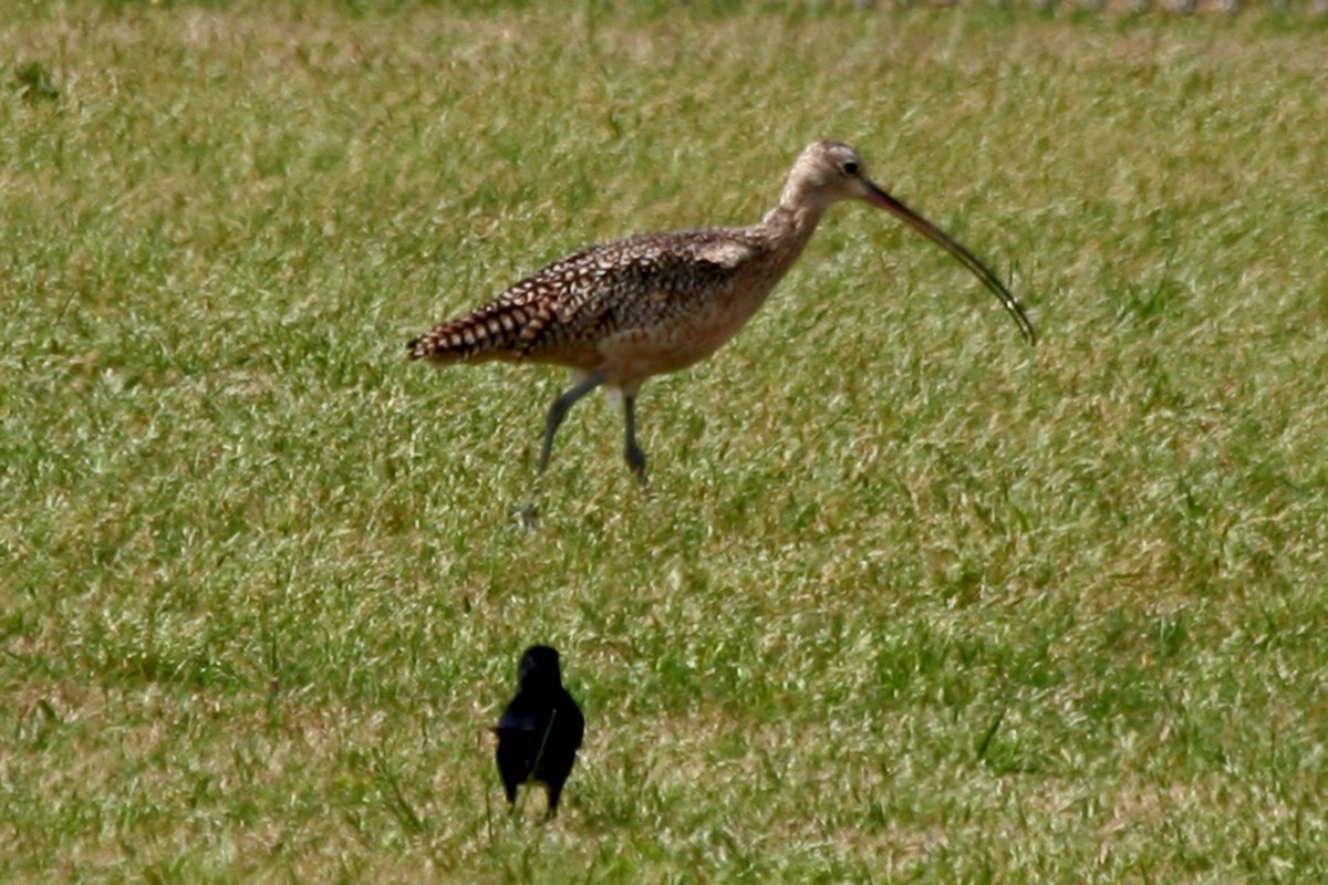 Long-billed Curlew - Florence King