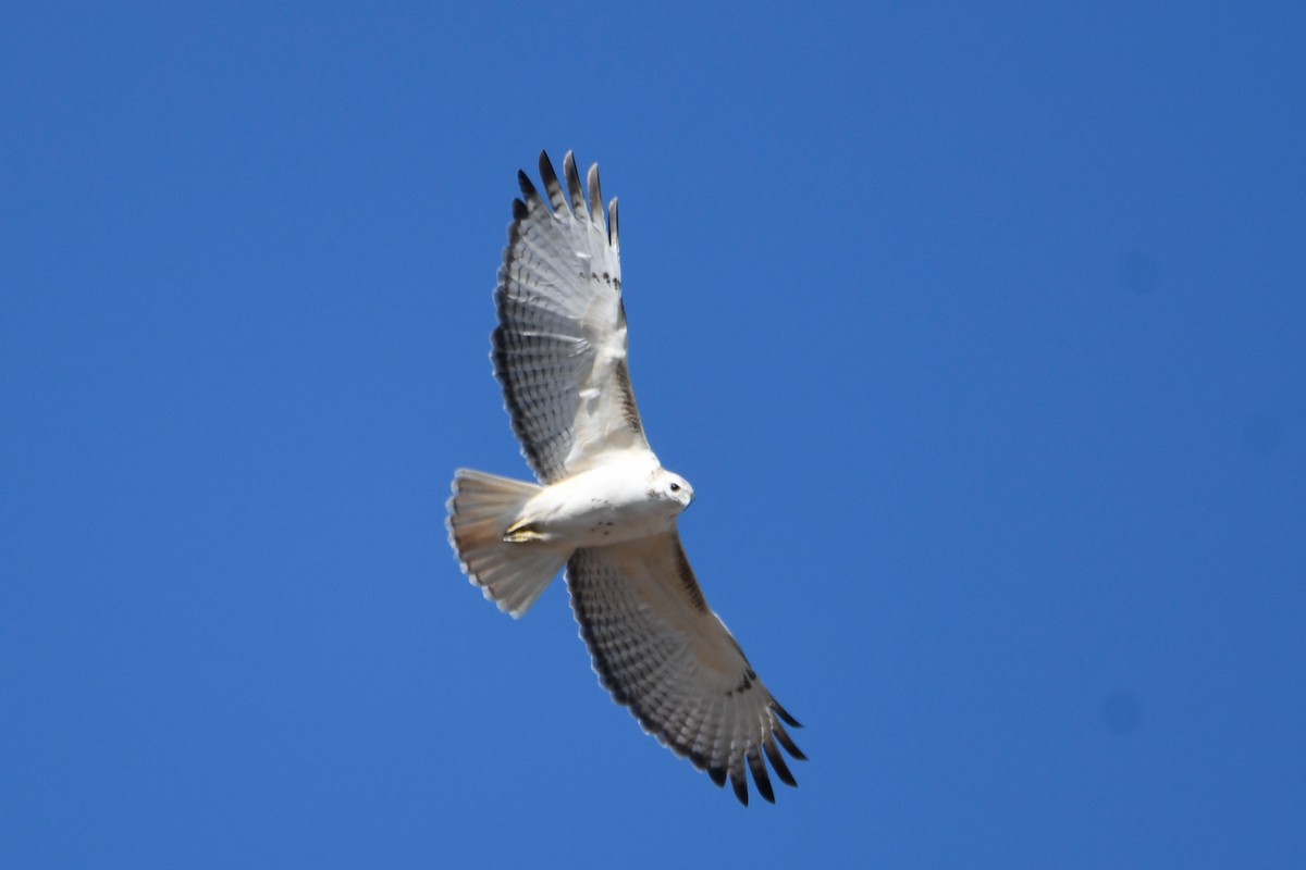 Red-tailed Hawk (Krider's) - ML615641361