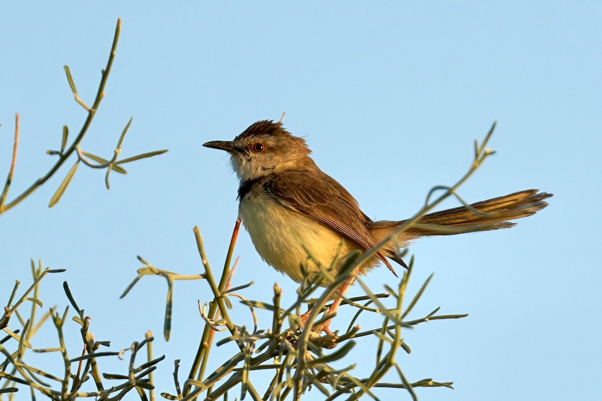 Black-chested Prinia - ML615641394
