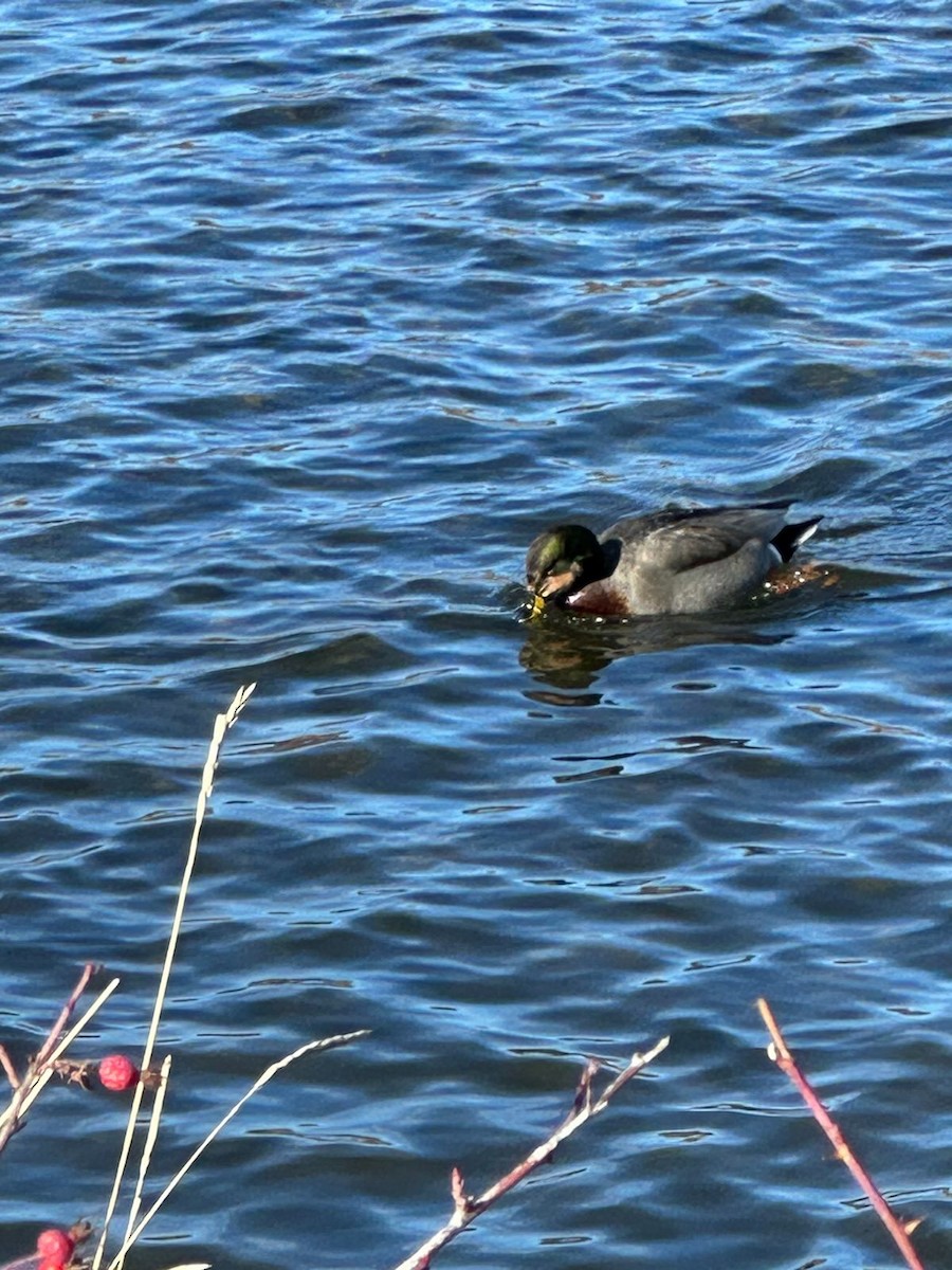 Gadwall x Mallard (hybrid) - ML615641397