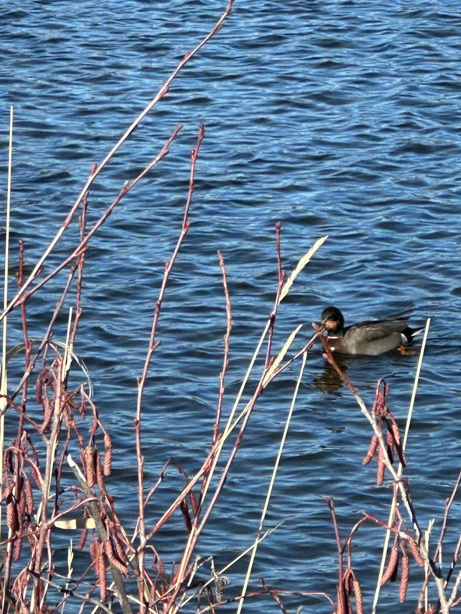 Gadwall x Mallard (hybrid) - ML615641398