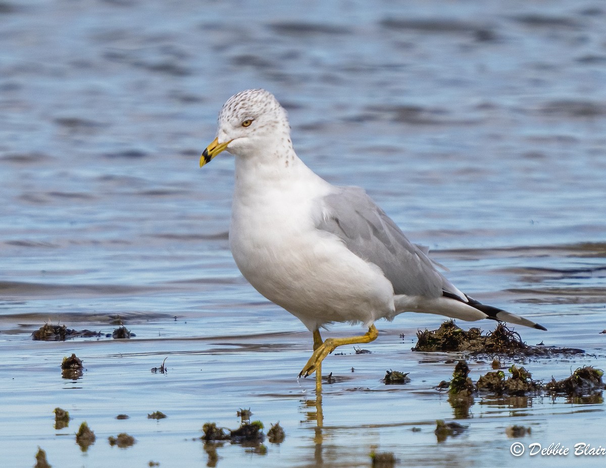 Ring-billed Gull - ML615641405