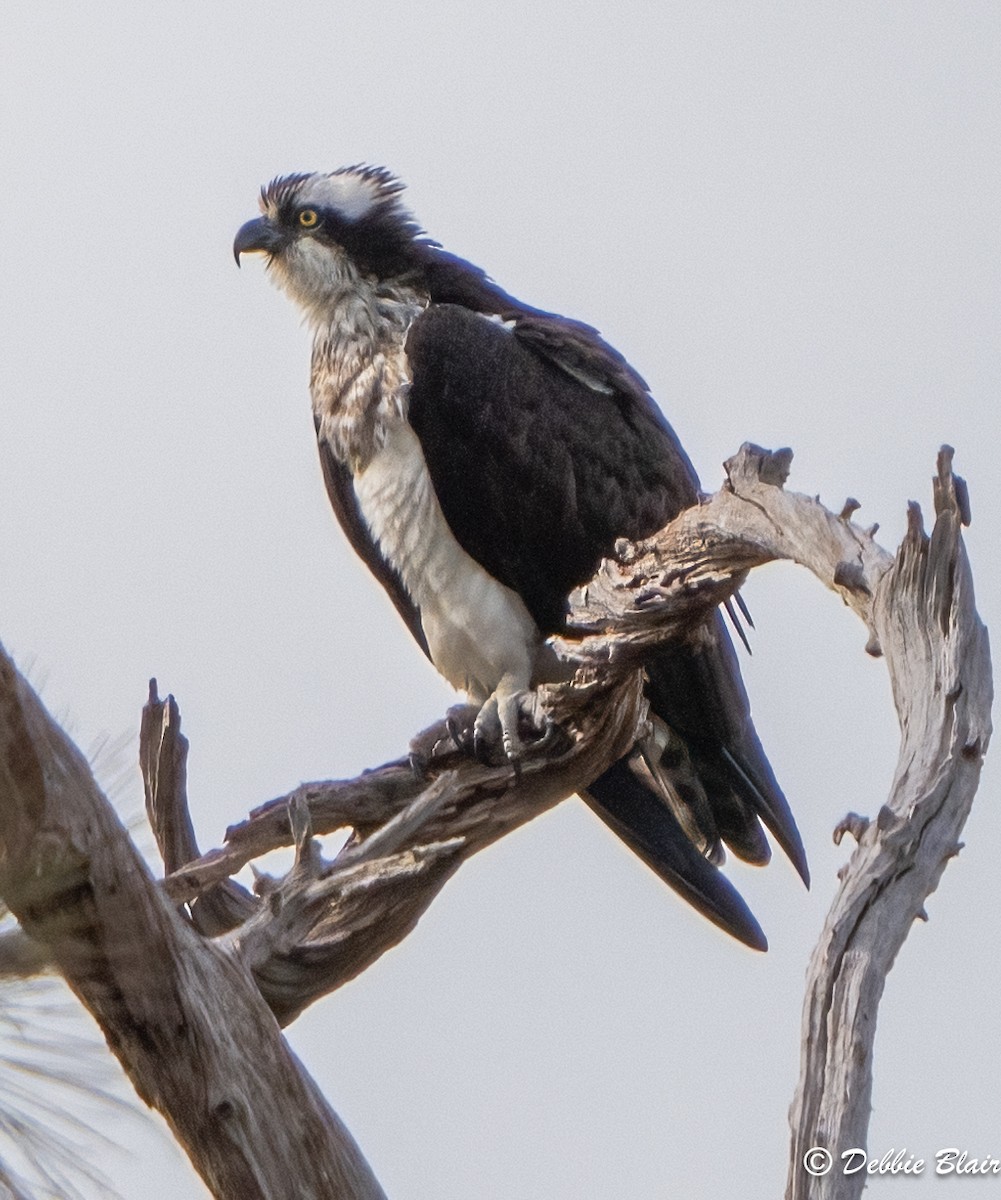 Águila Pescadora - ML615641415