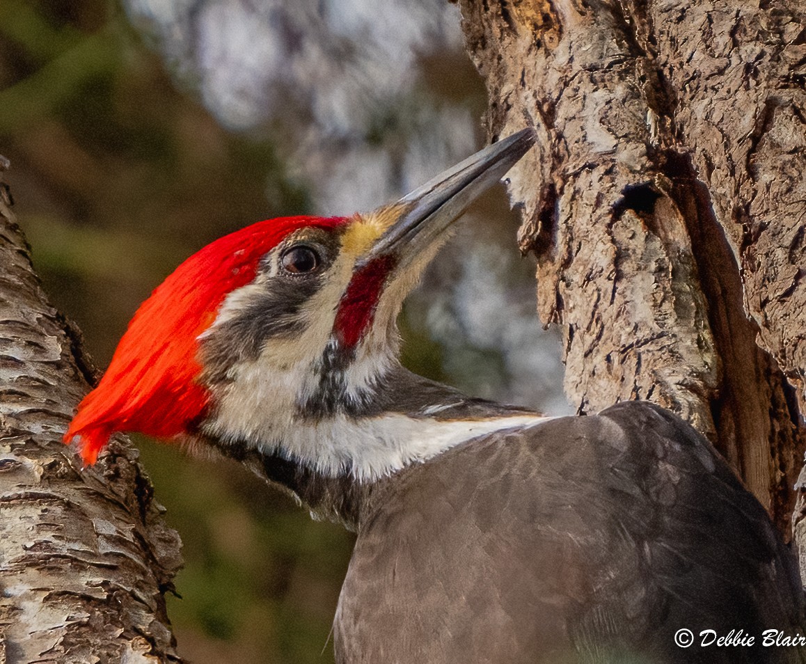 Pileated Woodpecker - ML615641423