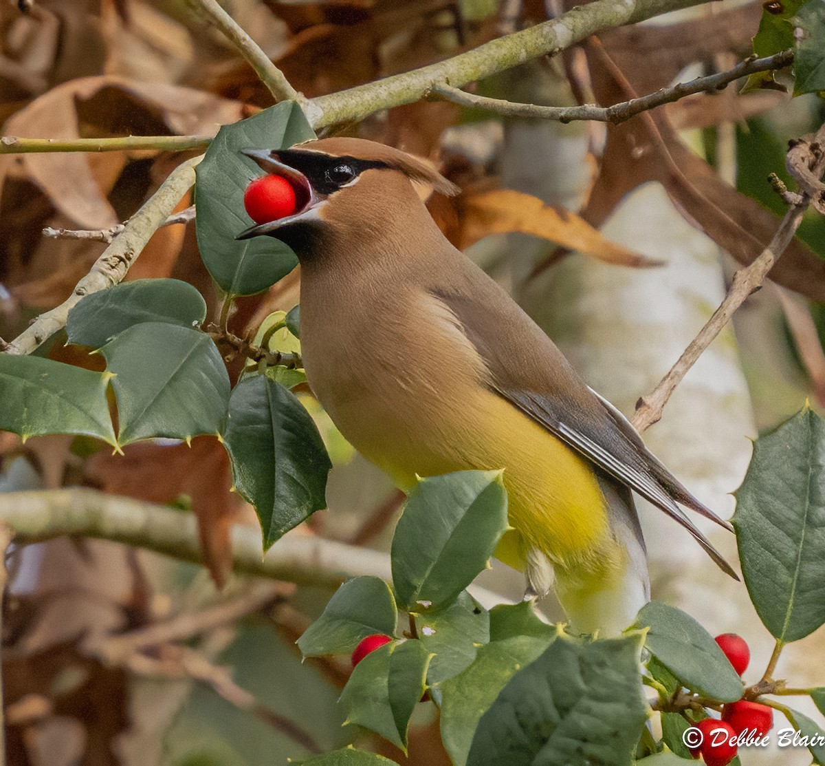 Cedar Waxwing - ML615641447