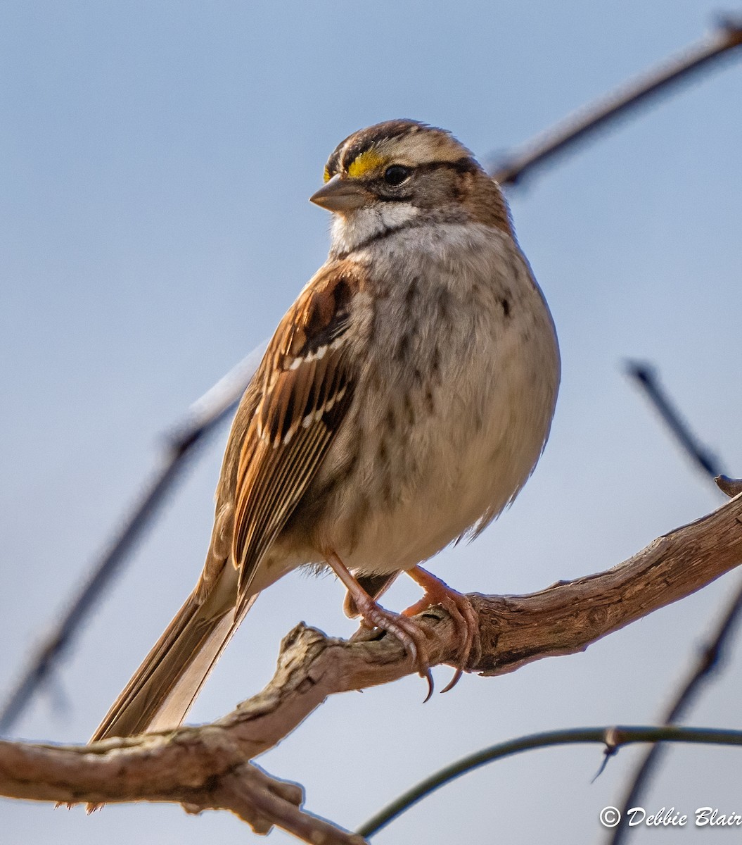 White-throated Sparrow - ML615641465