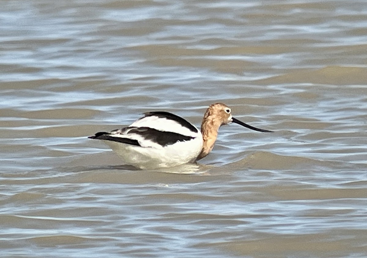 Avocette d'Amérique - ML615641476