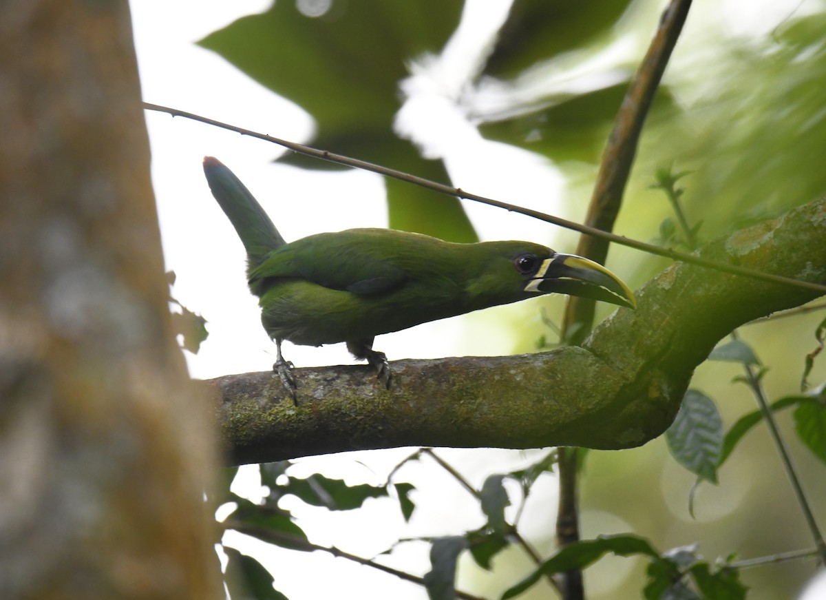 Southern Emerald-Toucanet (Santa Marta) - ML615641484