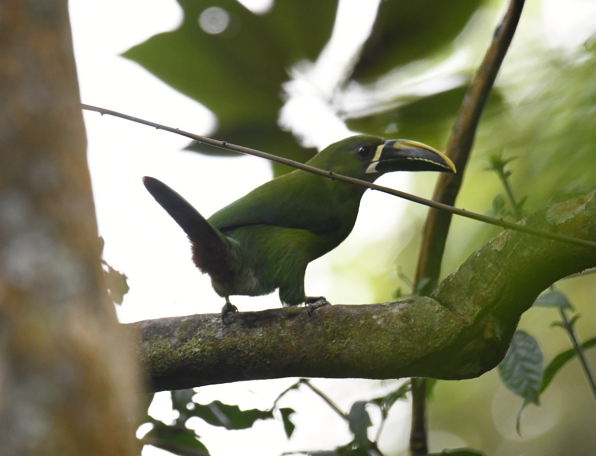 Tucanete Gorjiblanco (lautus) - ML615641489