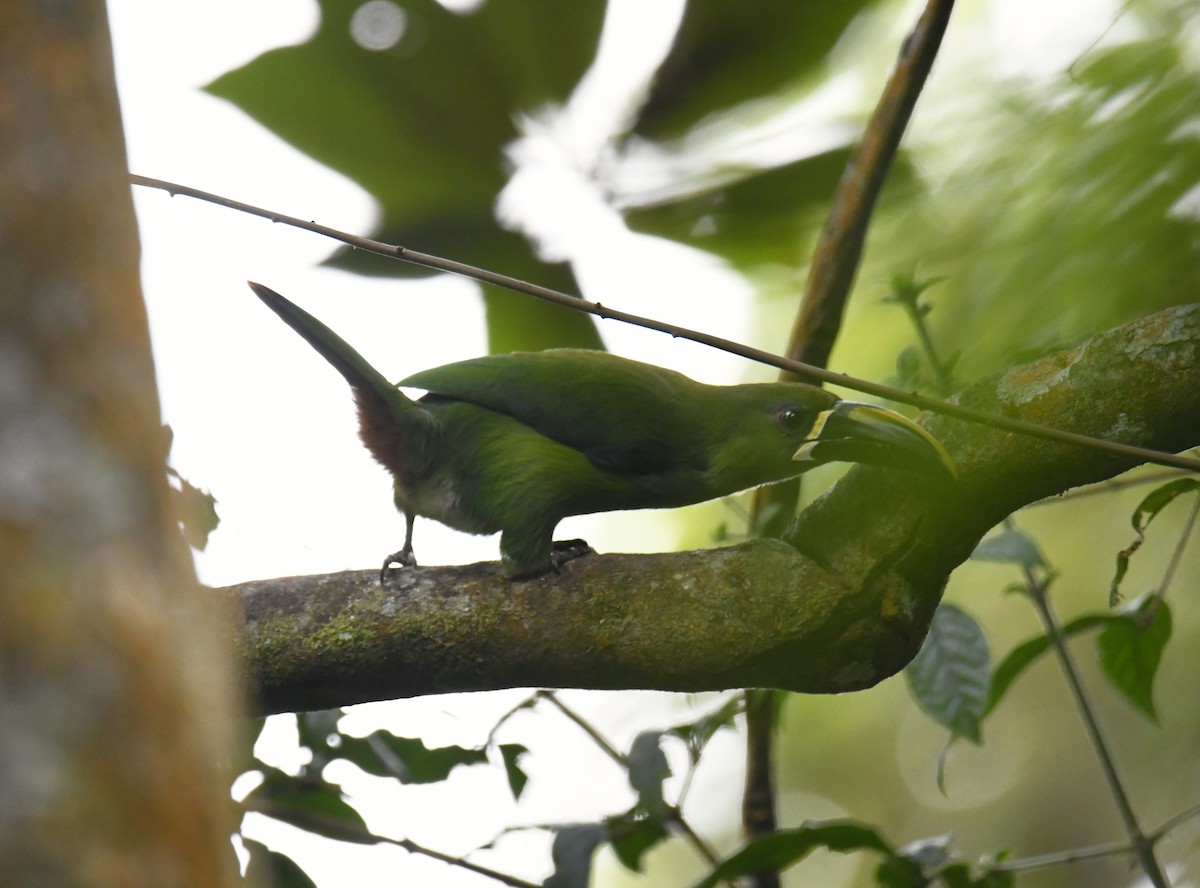 Tucanete Gorjiblanco (lautus) - ML615641491