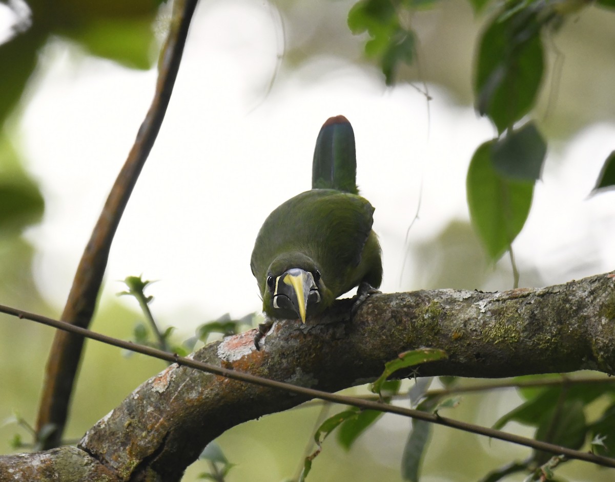 Southern Emerald-Toucanet (Santa Marta) - ML615641498