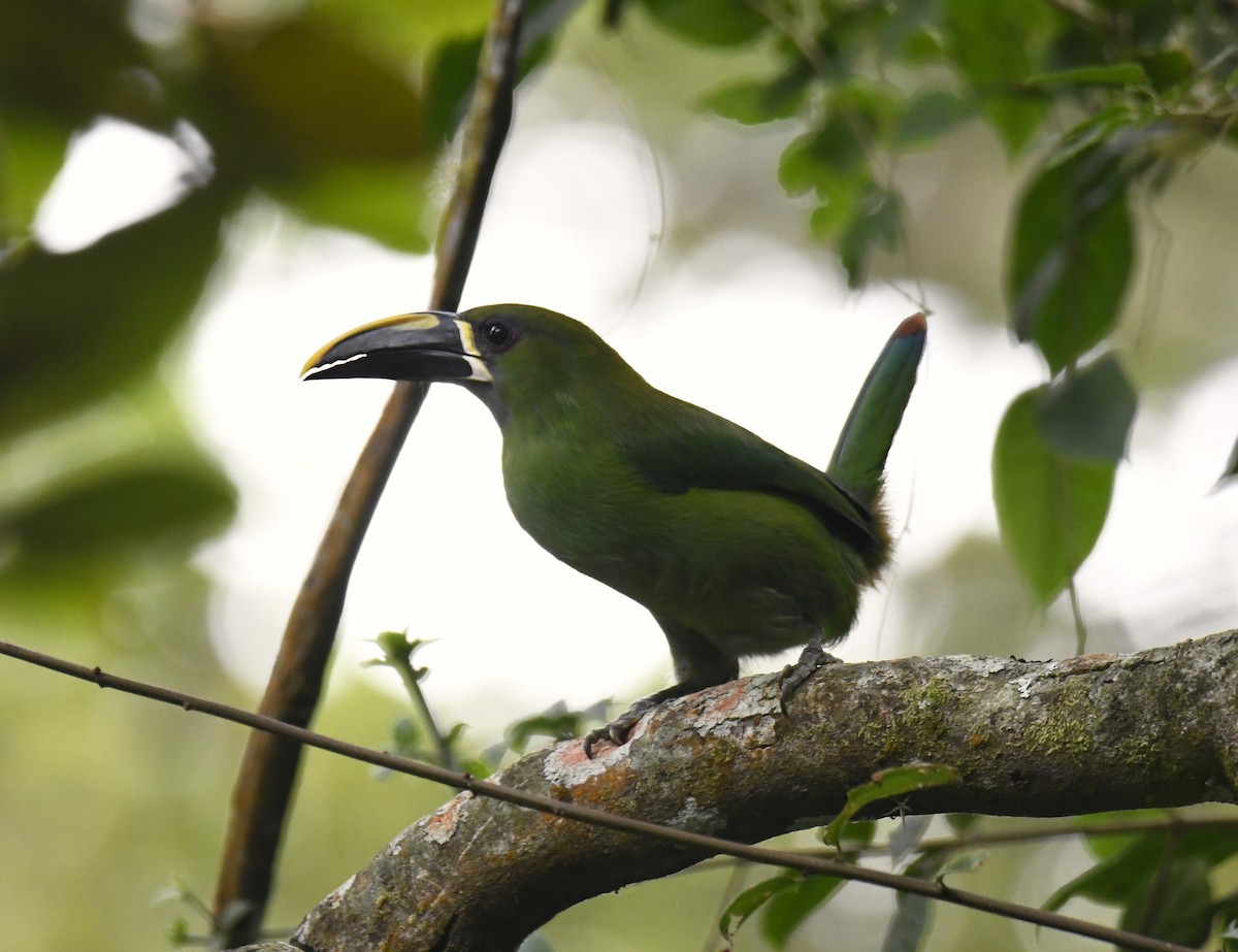 Southern Emerald-Toucanet (Santa Marta) - ML615641502