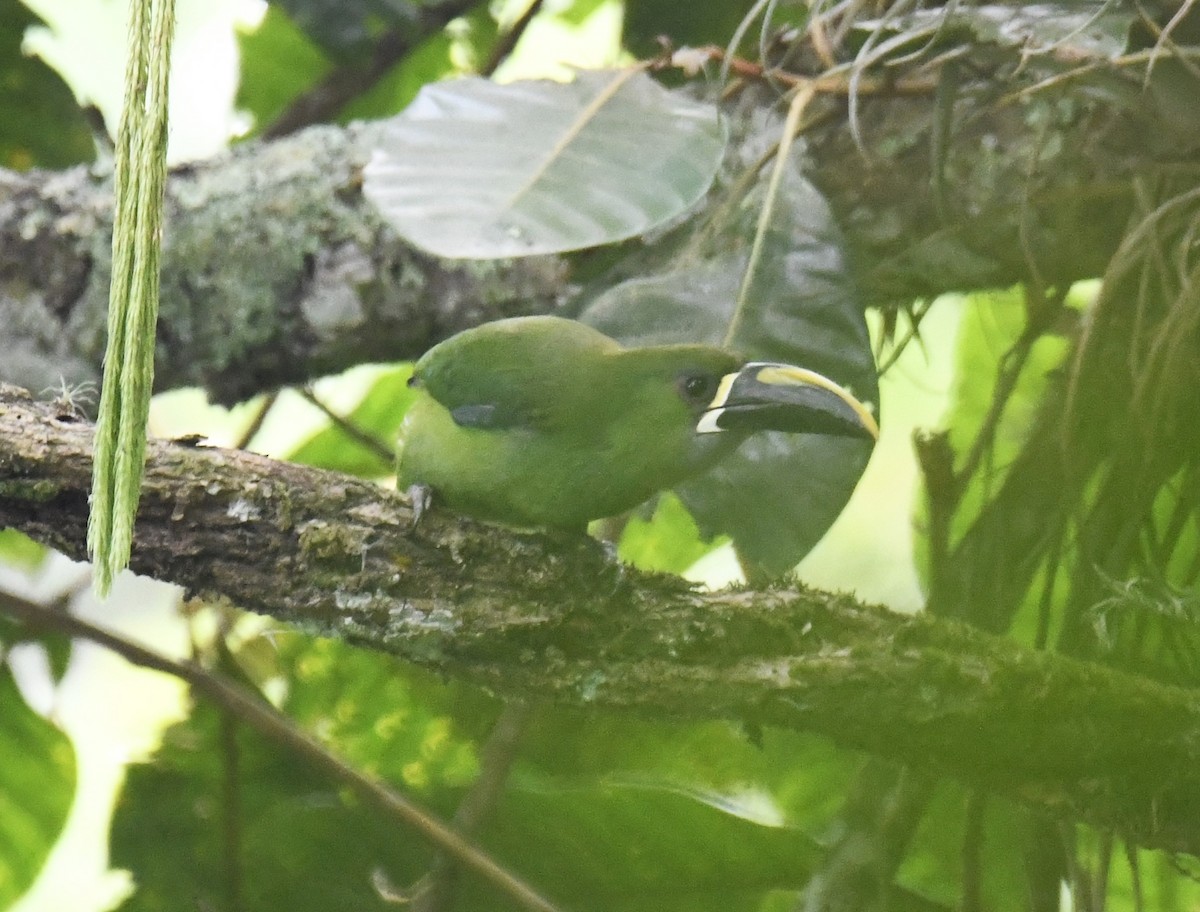 Tucanete Gorjiblanco (lautus) - ML615641513