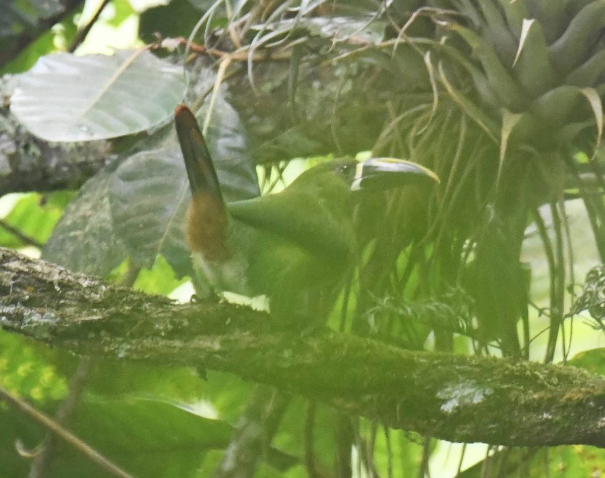 arassari bělohrdlý (ssp. lautus) - ML615641517
