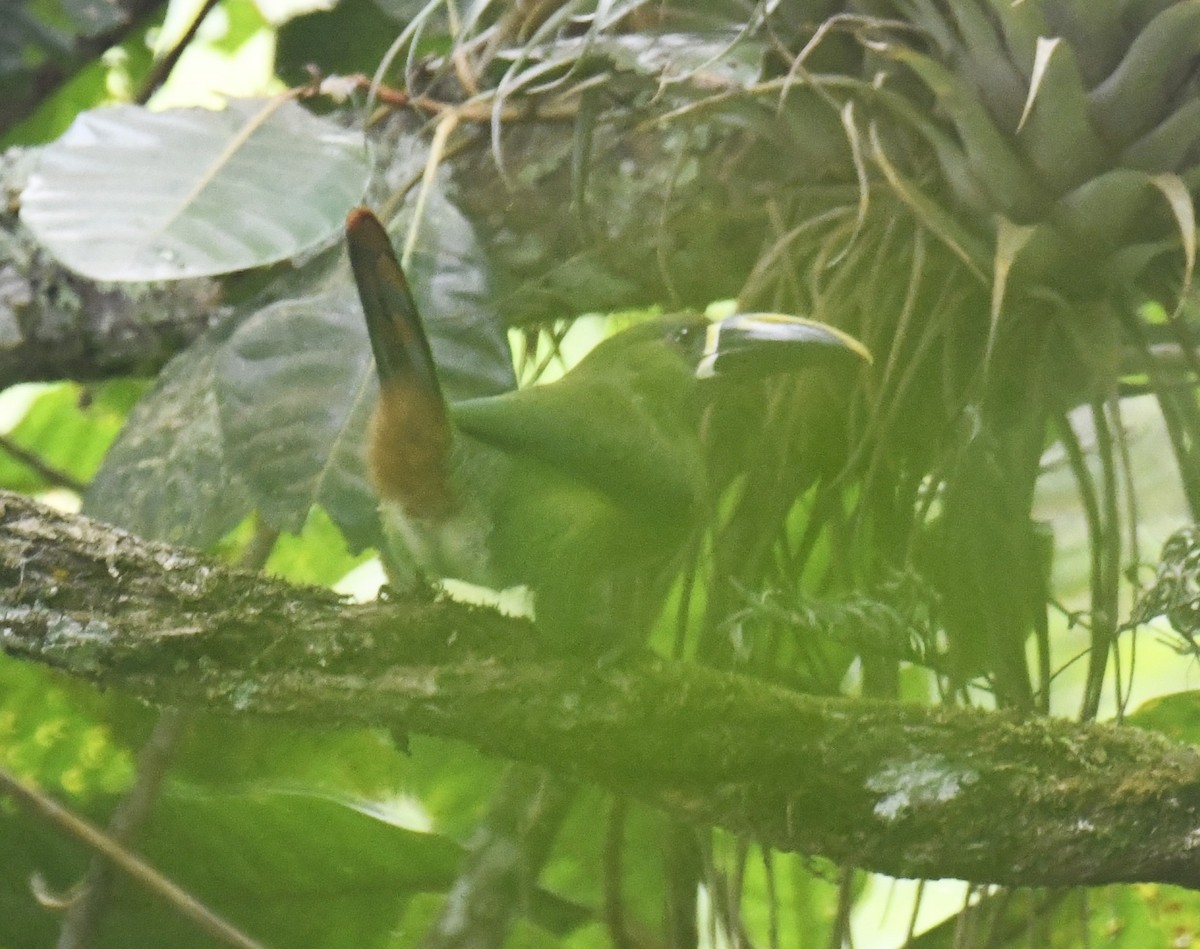 Southern Emerald-Toucanet (Santa Marta) - ML615641517