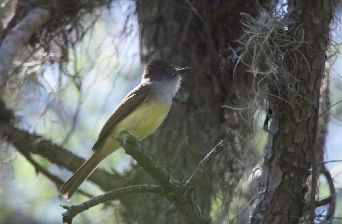 Dusky-capped Flycatcher (lawrenceii Group) - ML615641525