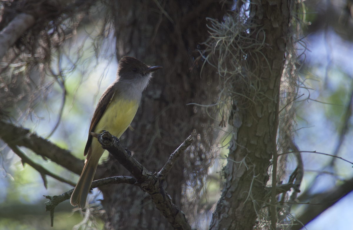 Dusky-capped Flycatcher (lawrenceii Group) - Evan Farese