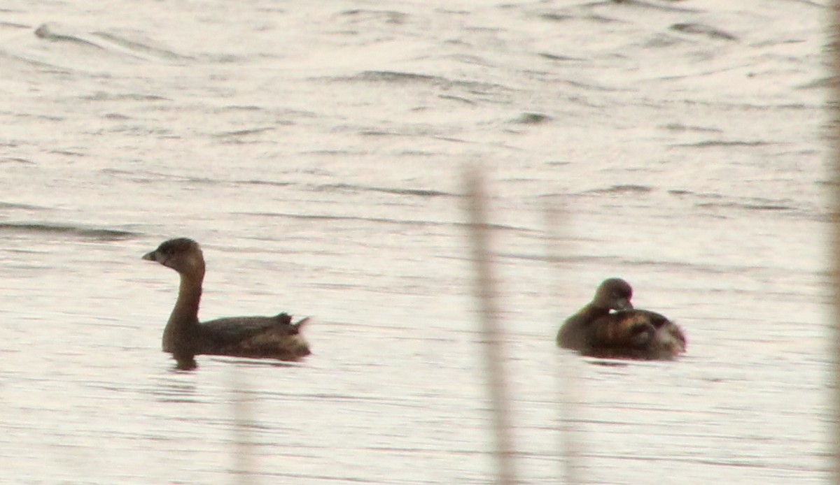 Pied-billed Grebe - ML615641666