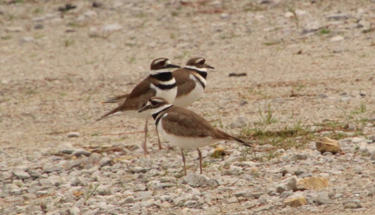 Killdeer - ML615641712