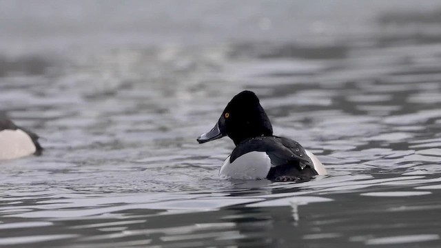 Ring-necked Duck - ML615641727