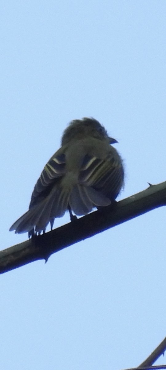 Gray-crowned Flatbill - ML615641741