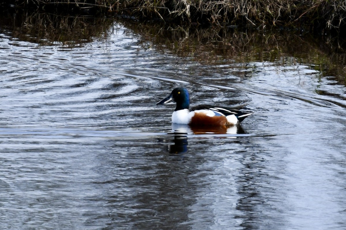 Northern Shoveler - ML615641796