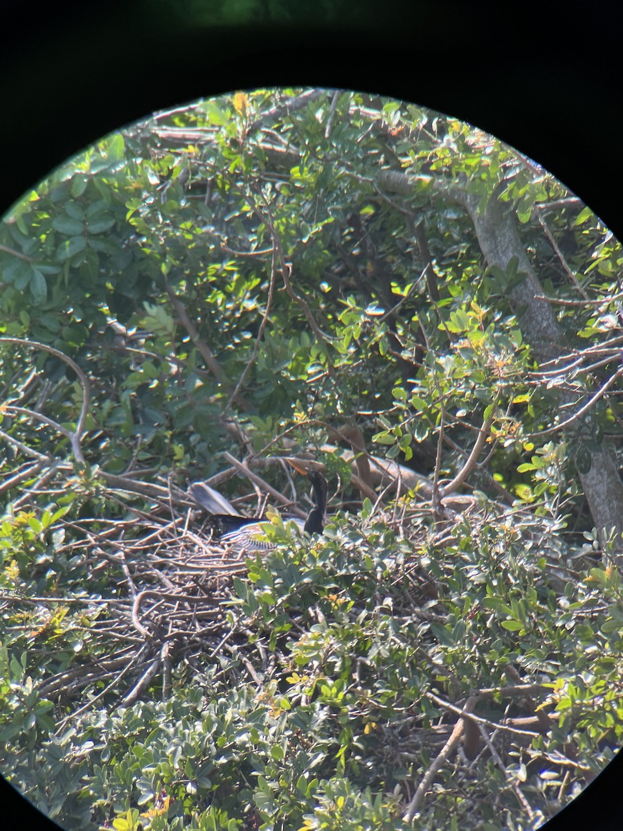 anhinga americká - ML615641803