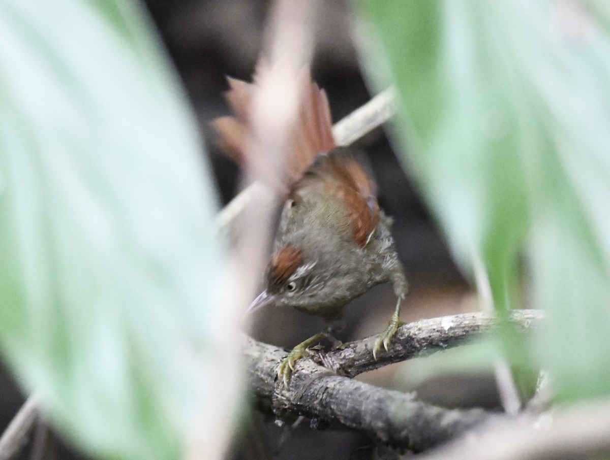 Streak-capped Spinetail - ML615641858