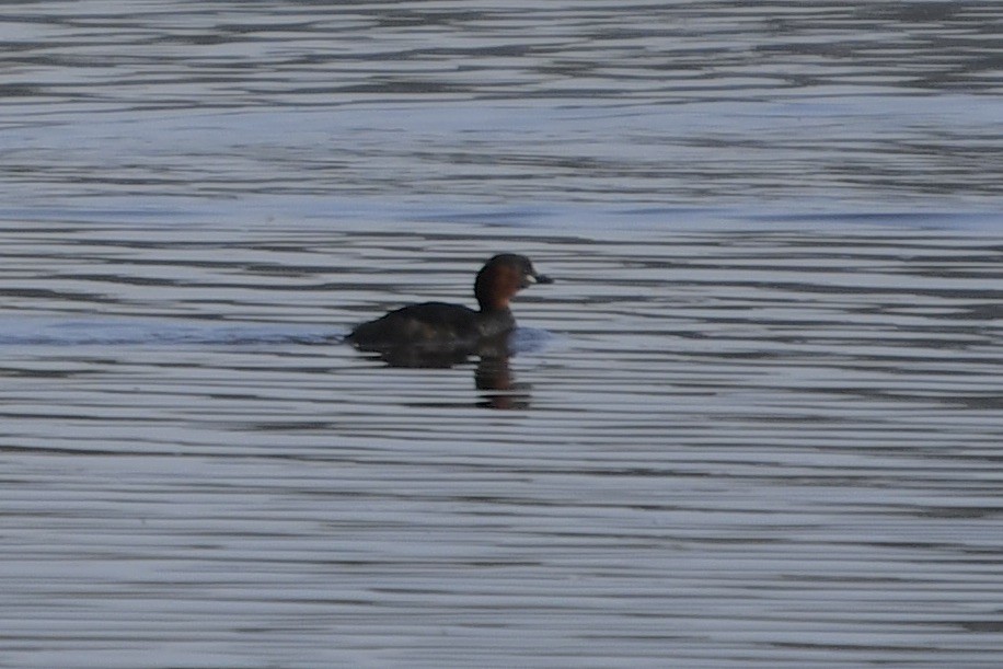 Little Grebe - ML615641884