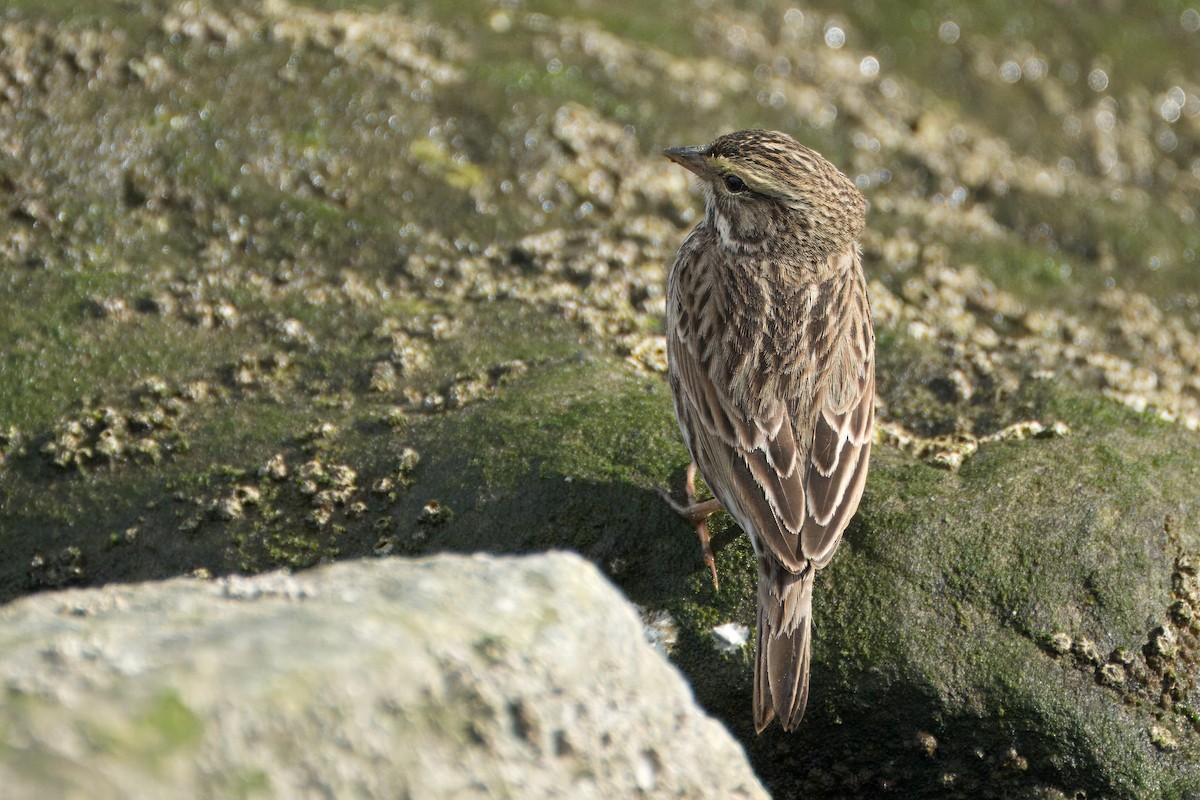 Savannah Sparrow (Belding's) - ML615641941