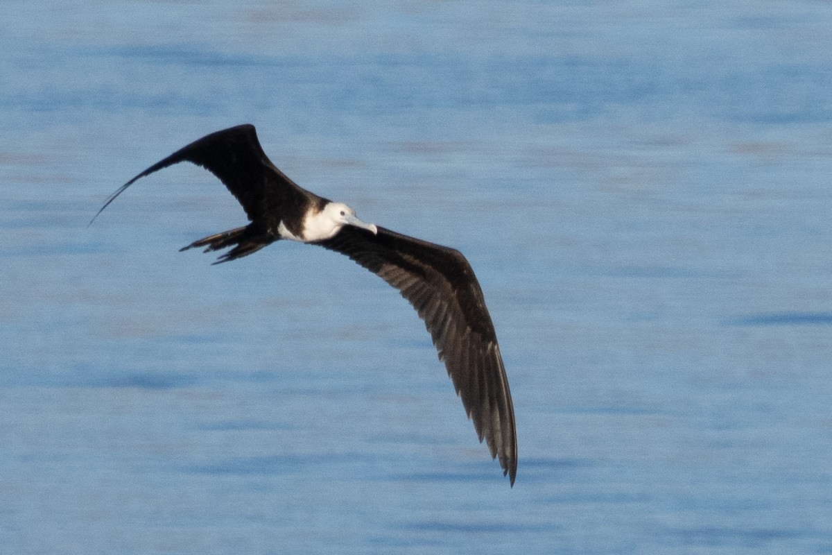 Magnificent Frigatebird - Wayne Lattuca