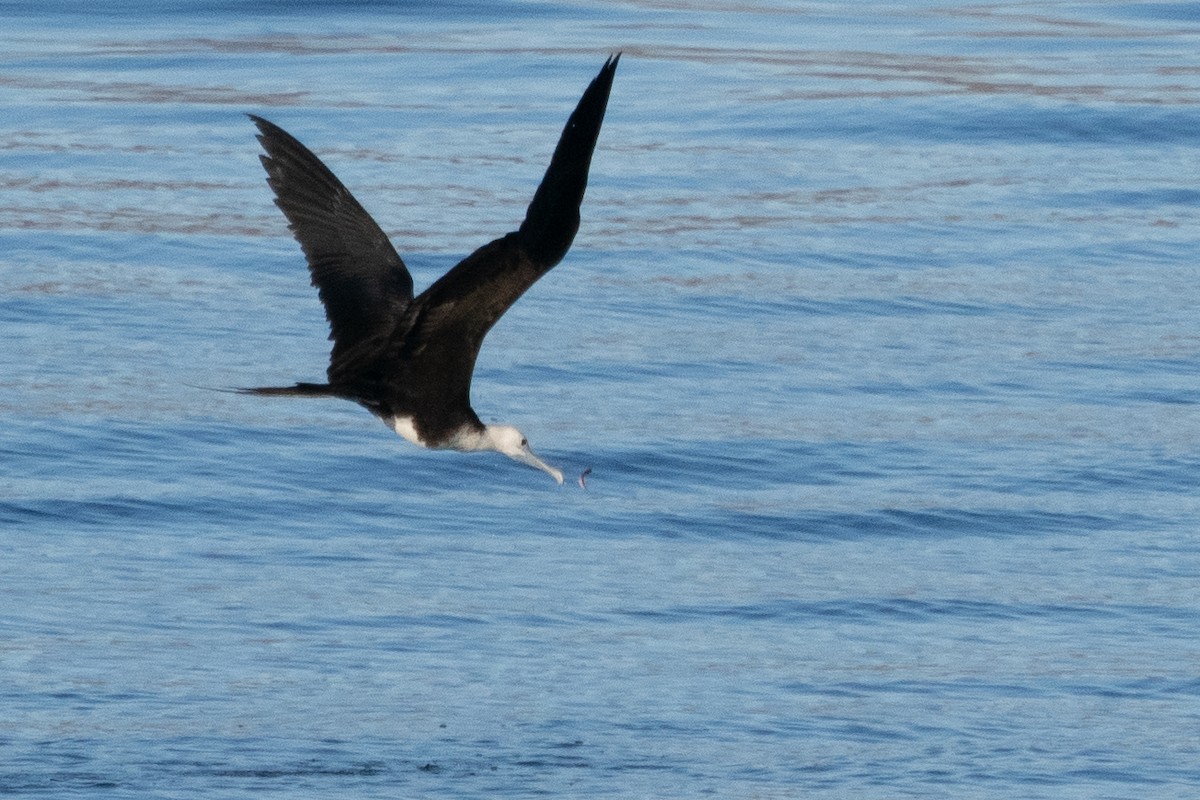 Magnificent Frigatebird - ML615641957