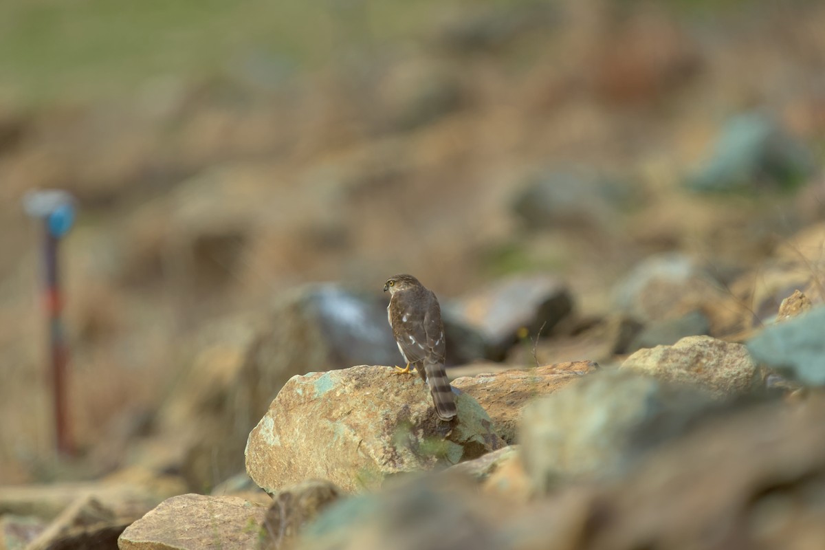 Sharp-shinned Hawk - ML615641991