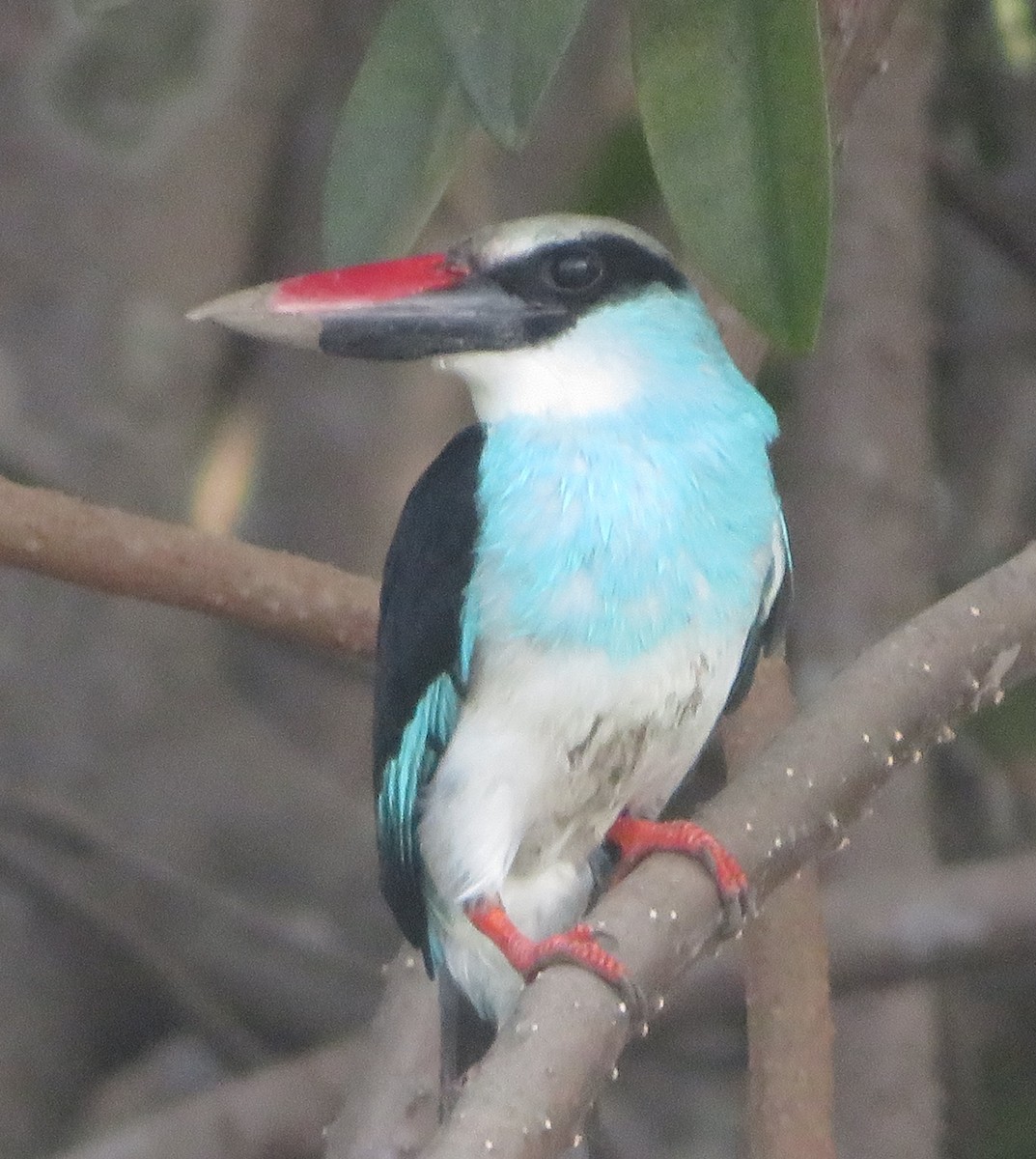 Blue-breasted Kingfisher - Bruce Kronmiller