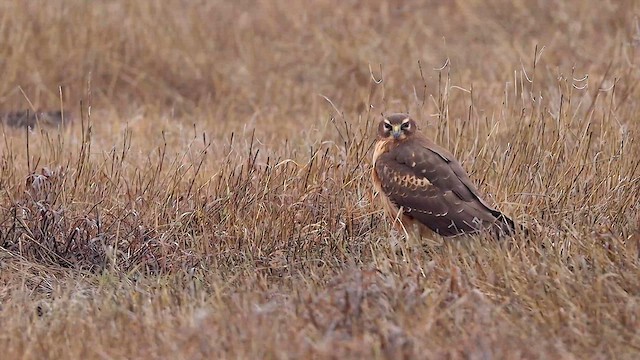 Northern Harrier - ML615642050