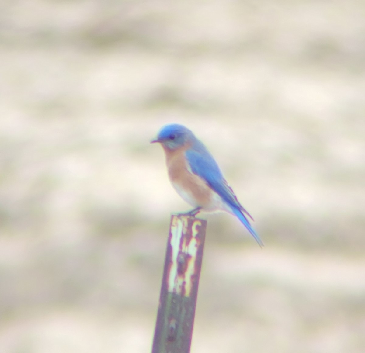 Eastern Bluebird - ML615642057