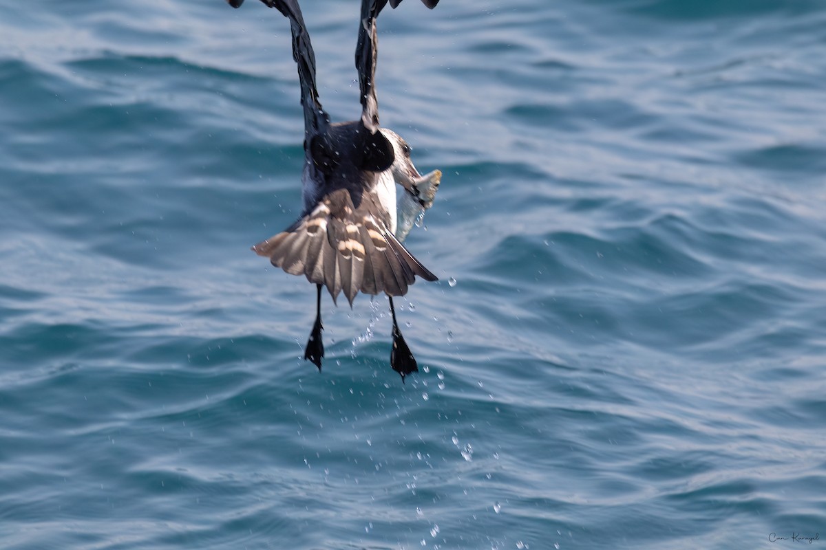 Parasitic Jaeger - ML615642088