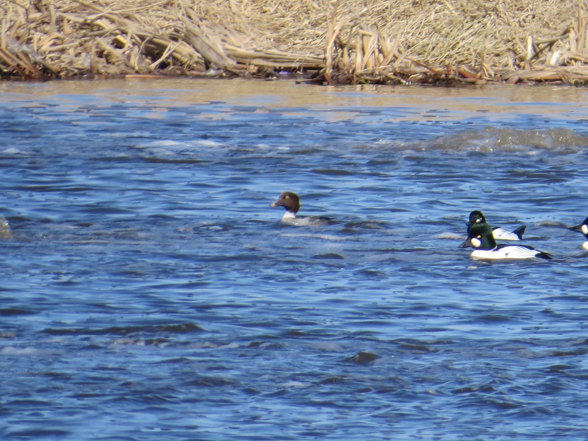 Common Goldeneye - ML615642093