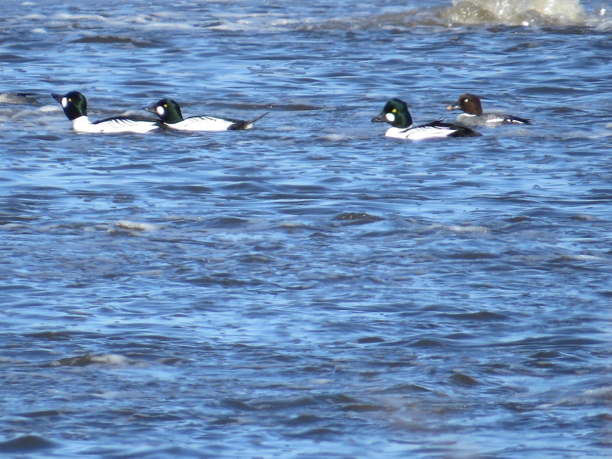 Common Goldeneye - ML615642094