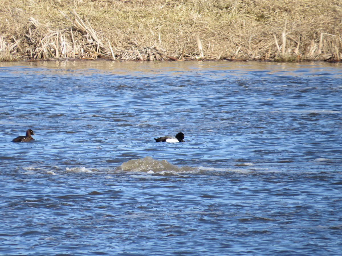 Common Goldeneye - ML615642096